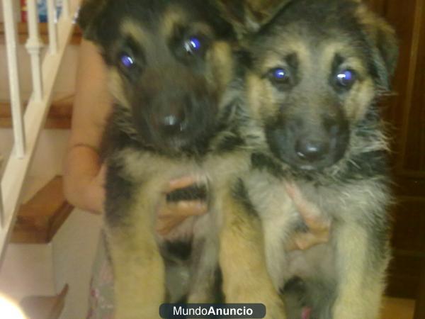 PASTORES ALEMANES CACHORRILLOS LINEA BELLEZA