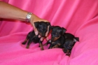 Pinscher Toy Malaga - mejor precio | unprecio.es