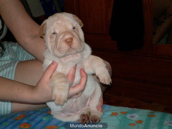 PRECIOSOS CACHORROS DE SHAR-PEI