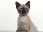 regalo gatitos siames puros 686 17 43 41 - mejor precio | unprecio.es