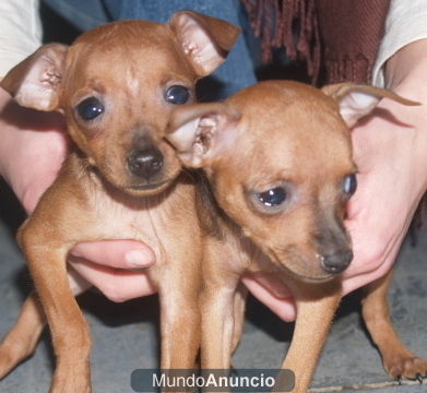 Se vende camada Mini Pincher ¡ 5 años de garantias !