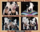 SE VENDEN CACHORROS DE PITBULL - mejor precio | unprecio.es