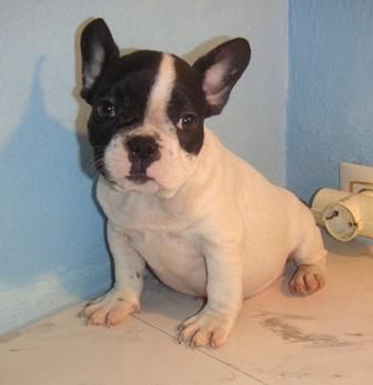 BULLDOG   FRANCES   450  c/u