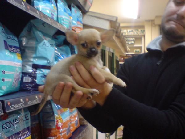 CACHORRITOS DE CHIHUAHUA, ESPECIAL NAVIDAD