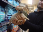 CACHORRITOS DE CHIHUAHUA, ESPECIAL NAVIDAD - mejor precio | unprecio.es