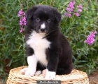 cachorros de border collie - mejor precio | unprecio.es