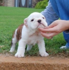 Cachorros de bulldog inglés - mejor precio | unprecio.es