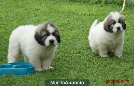 cachorros macho de Mastín del Pirineo