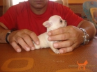 chihuahuas minis - mejor precio | unprecio.es