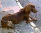 Kia y Choko, 2 Setters en la calle mendigando!!! - mejor precio | unprecio.es