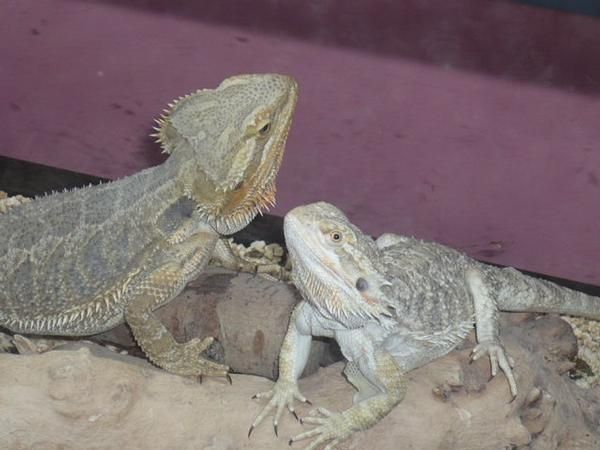 pareja de pogonas mas terrario por tan sólo 100