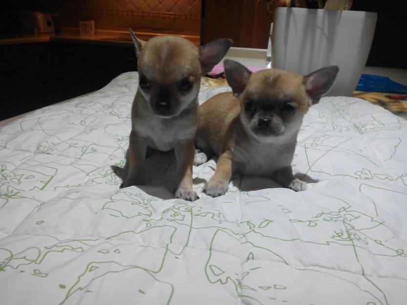 Preciosos cachorritos chihuahua.