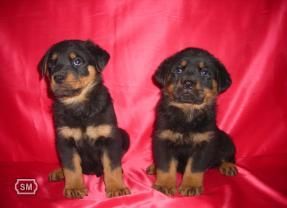 rotweiler, de calidad, con dos meses de edad, muy bien formados, buen hueso, machos & hembras para entregarse