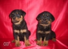 rotweiler, de calidad, con dos meses de edad, muy bien formados, buen hueso, machos & hembras para entregarse - mejor precio | unprecio.es
