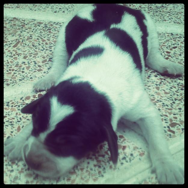 setter ingles