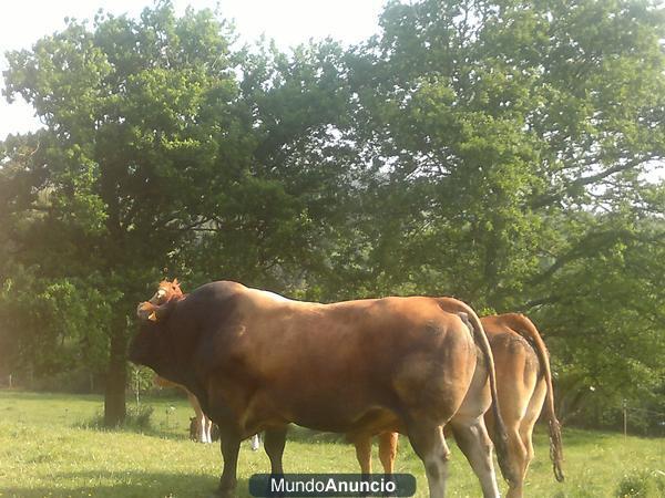 venta ganado asturiano de los valles