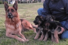 3 cachorros de pastor alemán de excelente camada - mejor precio | unprecio.es