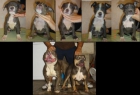 american bully pitbull blue - mejor precio | unprecio.es