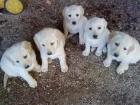 Cachorros Golden- Labrador - mejor precio | unprecio.es