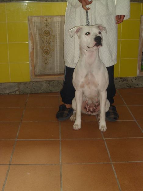 cachorros pitbull red nose