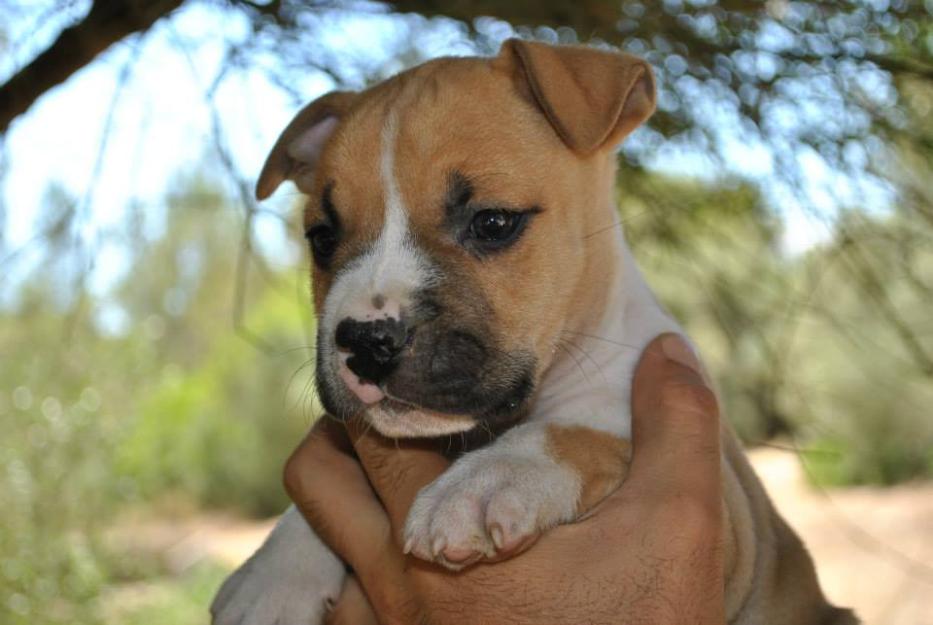 Camada American Staffordshire
