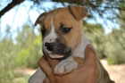 Camada American Staffordshire - mejor precio | unprecio.es