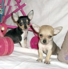 Chihuahuas mini toy color canela - mejor precio | unprecio.es