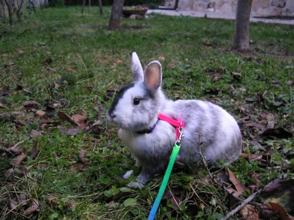 Conejo enano y accesorios