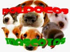 Excelentes Cachorritos Directos de Criador Envio Gratis - mejor precio | unprecio.es