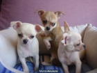 miniaturas de chihuahuas - mejor precio | unprecio.es