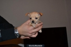 OFERTA CHIHUAHUA TOY LOS AUTENTICOS ! PARA NAVIDAD !!! - mejor precio | unprecio.es