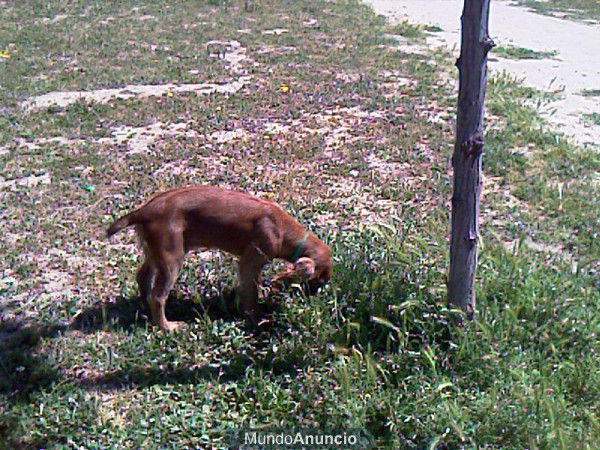 Cachorra de cocker spaniel de 4 meses