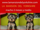 Cachorrito yorkshire 2 meses y medio, lamansiondelyorkshire.com - mejor precio | unprecio.es