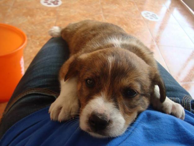 Cachorritos en adopcion en valencia. se envian a otras provincias.