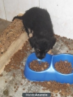 Cachorro x pastor aleman va a ser sacrificado. - mejor precio | unprecio.es