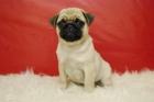 carlino pug. excelente calidad. muy bonitos - mejor precio | unprecio.es