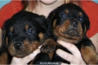 EXCELENTES CACHORROS ROTTWEILER - mejor precio | unprecio.es