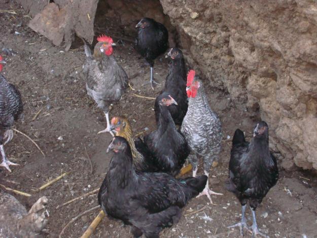Gallinas jabadas y de la tierra