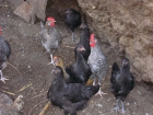 Gallinas jabadas y de la tierra - mejor precio | unprecio.es