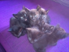 Lindos Gatitos. - mejor precio | unprecio.es