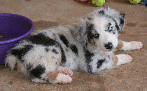 pastores australianos lindo y adorable para casas bonitas