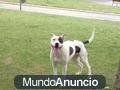 venta de pitbull       667963762(antonio)