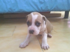 american pit bull terrier (pitbull) - mejor precio | unprecio.es