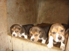 cachorros de beaggle - mejor precio | unprecio.es