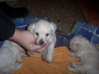 CACHORROS DE CANICHE TOY - mejor precio | unprecio.es