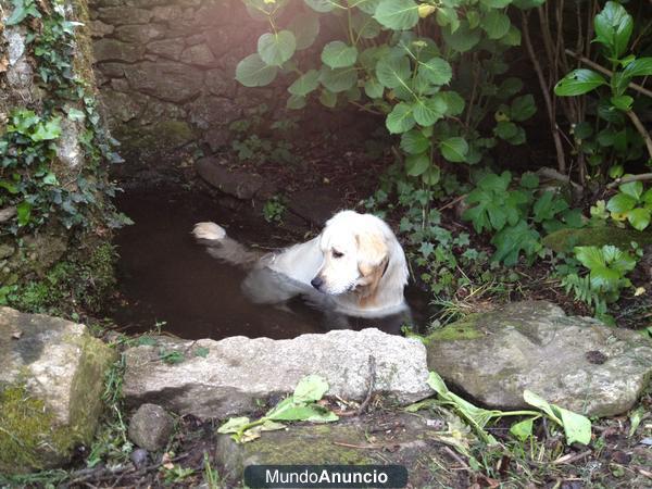 Golden retriever , macho par MONTA