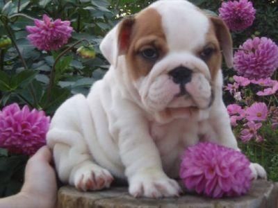 Inglés bulldog cachorros para su hogar encantador