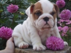 Inglés bulldog cachorros para su hogar encantador - mejor precio | unprecio.es