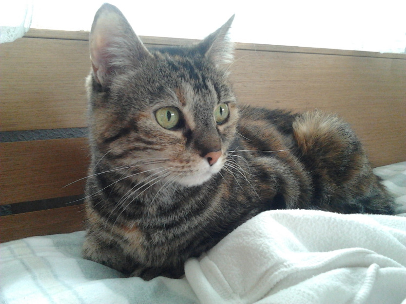 IRATXE - preciosa gata en adopción