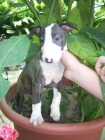 oferta en bull terrier - mejor precio | unprecio.es
